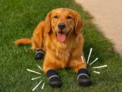 Die besten Hundeschuhe & Pfotenschutz fürs tägliche Gassigehen wählen