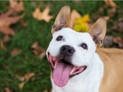 Hunde im Herbst: Stylische Hundezubehör wie Bandanas, Halsbänder & Leinen