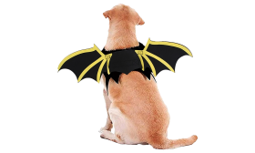 Costume pour Chien avec Ailes de Chauve-Souris