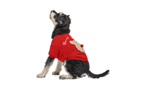 Cappotto natalizio rosso per cani con design di orso morbido sulla schiena, con bottoni, lavabile, per l'inverno e l'autunno.