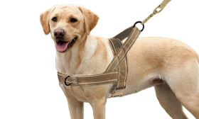 Imbracatura per cane riflettente marrone con imbottitura morbida e design no-pull, visibilità migliorata, calda e morbida.