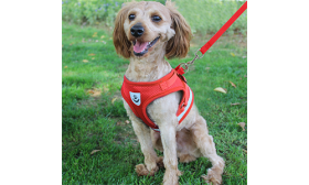 Harnais réfléchissant rouge pour chien avec laisse assortie, tissu léger et respirant pour plus de confort.