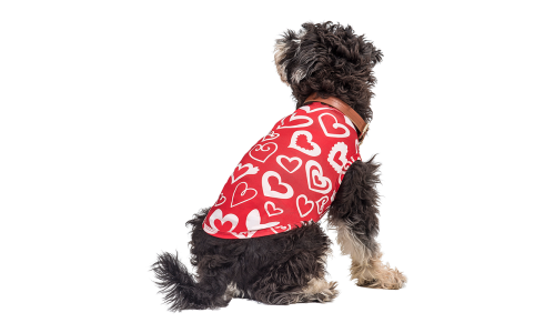Chien portant un gilet rouge thème Saint-Valentin avec cœur rouge et blanc, vêtement festif et stylé pour chien.
