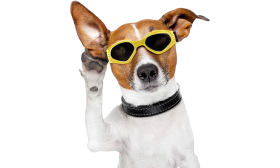 Gelbe Hundesonnenbrille mit UV-Schutz, dunkel getönte Gläser für Augensicherheit und stilvolles Aussehen.