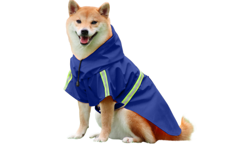 Shiba Inu in impermeabile blu con strisce riflettenti, facili cinturini per passeggiate sotto la pioggia.