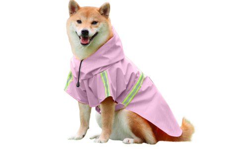 Shiba Inu in impermeabile rosa con strisce riflettenti, facili cinturini per passeggiate sotto la pioggia.