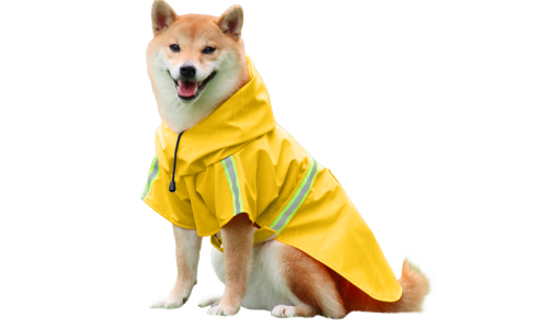 Shiba Inu in impermeabile giallo con strisce riflettenti, facili cinturini per passeggiate sotto la pioggia.