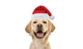 Bonnet de Père Noël pour Chiens et Chats