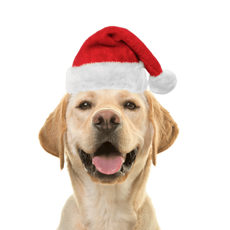 Bonnet de Père Noël pour Chiens et Chats