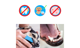 Spazzolino da Denti a 360º in Silicone per Cani