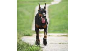 Chaussures pour Chien Réfléchissantes 360° – Bottines Antidérapantes et Imperméables avec Protection des Pattes