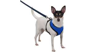 Harnais chien en mesh bleu, léger, conçu pour le confort, avec sangles ajustables noires et clip durable.
