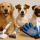 Toilettage pour chien : adaptez le soin au pelage et à la race