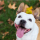 Hunde im Herbst: Stylische Hundezubehör wie Bandanas, Halsbänder & Leinen