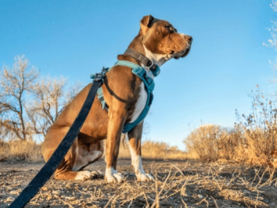Guide d'achat pour les laisses de chien : meilleurs harnais pour chien en 2023