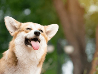 Rester au frais avec style : accessoires indispensables pour les chiens quand il fait chaud