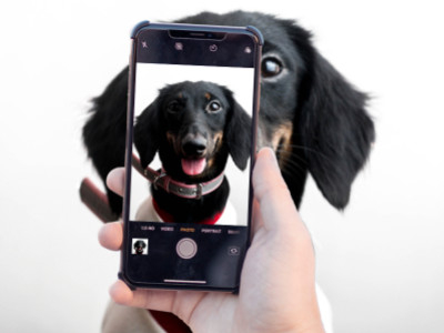 Wie du das perfekte Hund foto einfängst: Tipps, Werkzeuge und Zubehör für atemberaubende Schnappschüsse