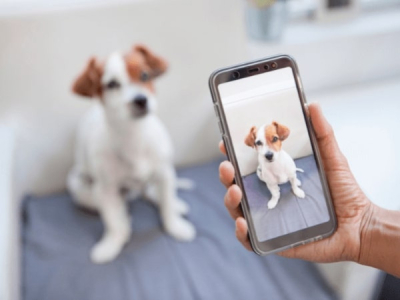 Les friandises pour chien : comment choisir et gagner les meilleures friandises pour chien sur Instagram