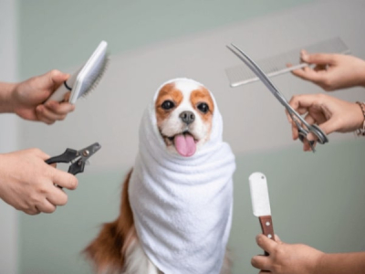 Brosser les poils comme un pro : les meilleures brosses pour chiens à essayer en 2023